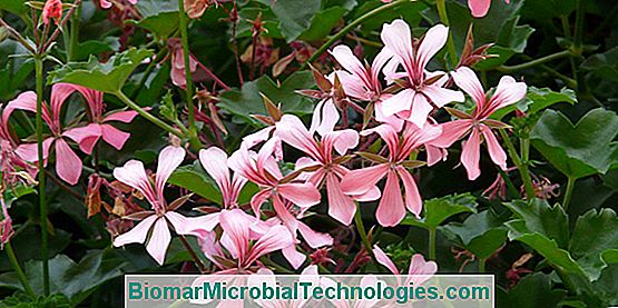 Gerânio (Pelargonium Spp.), Rei Das Varandas E Terraços No Verão