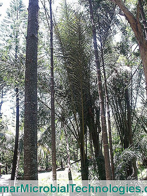 Raffia palm (Raphia farinifera) or floury raphia