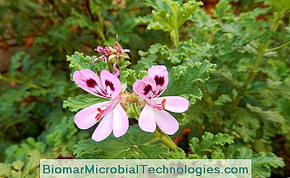 Gerânio odorífero (Pelargonium graveolens), com um odor muito forte