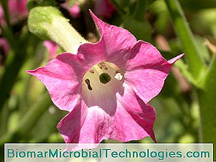 Tabaco ornamental (Nicotiana affinis), flor do jardim