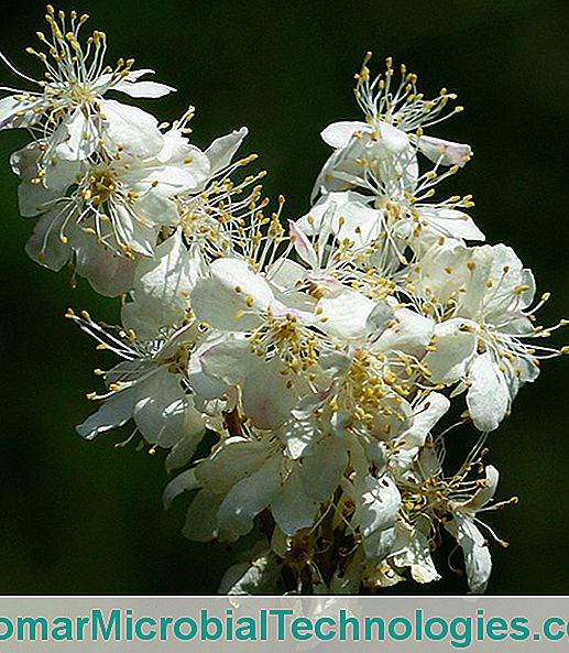 Queen's Meadow flowers (Filipendula ulmaria)