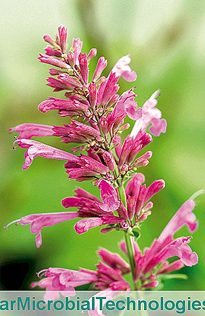 Agastache, mirisna višegodišnja, lako raste - Agastache Agastache mexicana