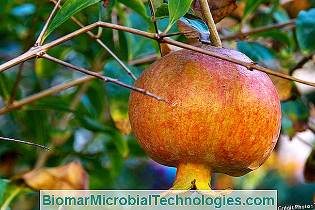 Züchte einen süßen Granatapfel - Granatapfel Granatapfel auf Baum