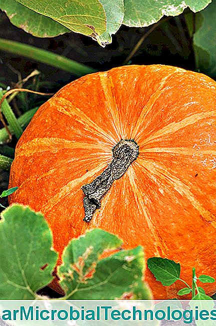 Vegetabilske have: nul behandling sorter - ikke squash