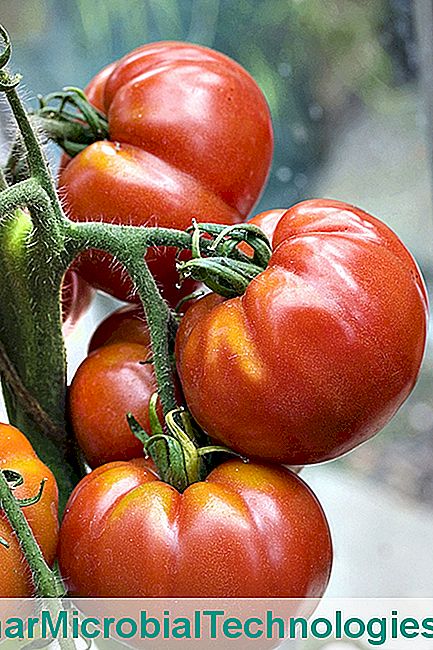 Vegetabilske have: nul behandling sorter - ikke tomater