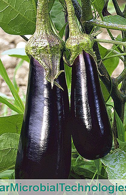 Vegetabilske have: nul behandling sorter - mere aubergine