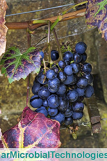 Lijepa i rustikalno vino - vino loza 'Boscoop Glory'