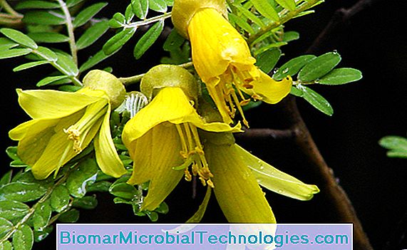 Sophora toromiro çiçekleri © MNHN-H.Arsento