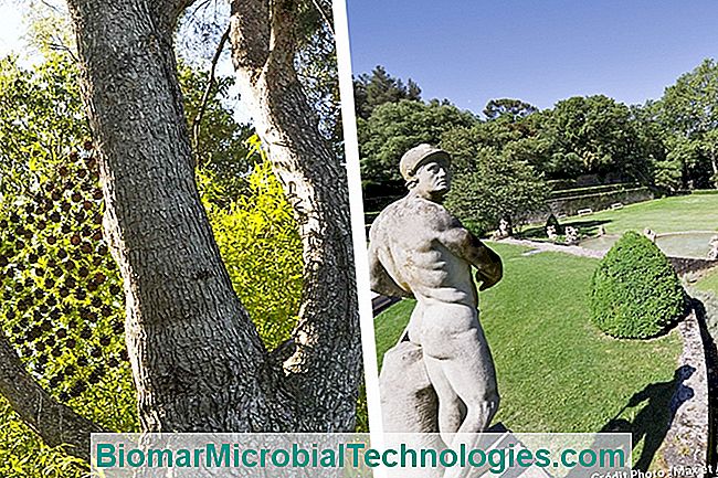 10 Jardins e lugares encantadores para visitar em Provence - para