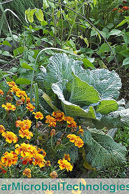 Sebze bahçesi Bordo, lahana ve endişeler