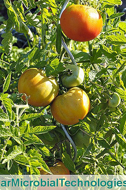Sebze bahçesi Bordeaux domates