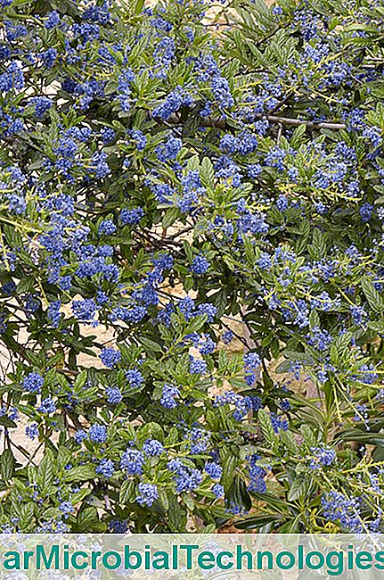 Céanothe in bloom