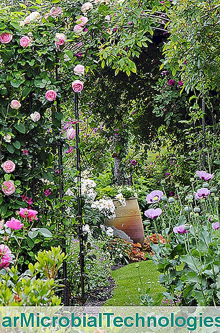 Un Jardín De Rosas Y Perennes En Las Landas.