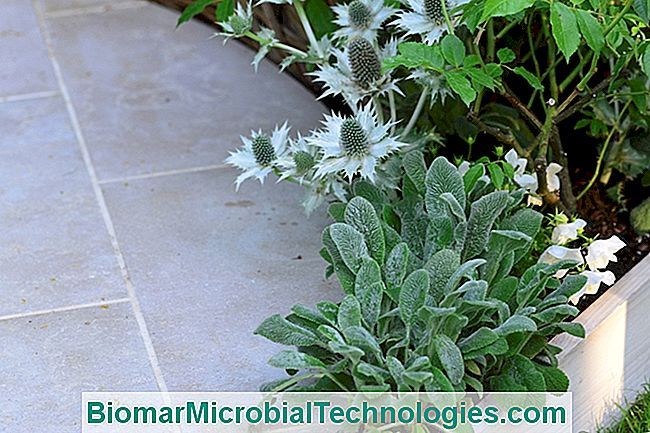 A fehér virágok kertje - Digitalis stachys és eryngium