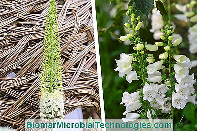 A fehér virágok kertje - fehér eremurus és digitalis