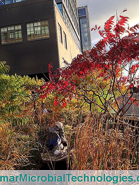 Sétálj New York magasvonalán - High Line Cserjék High Line, New York