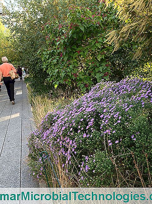 Sétálj New York magasvonalán - növények High Line New York