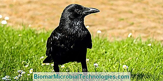 Ravenul (Corvus Corax): Pasărea Neagră Și Zgomotoasă